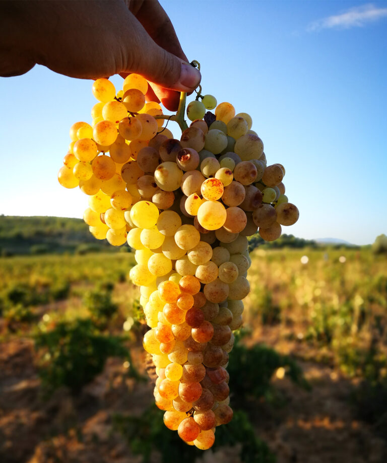 2. Gnorimia me tin agrotiki 768x919